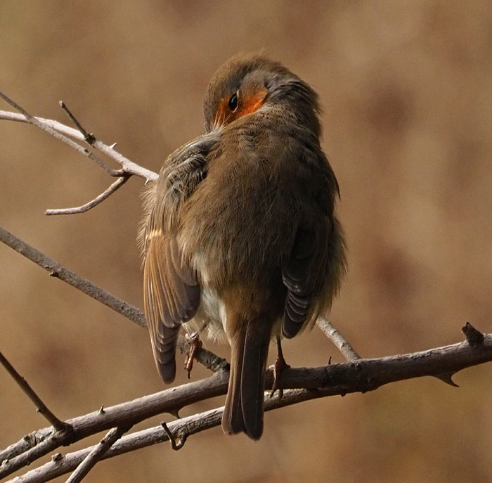 Rotkehlchen, Erithacus rubecula